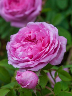 Mme Boll róża historyczna