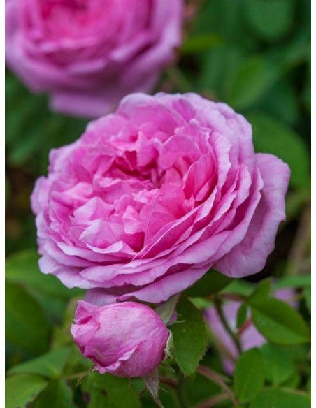 Mme Boll róża historyczna