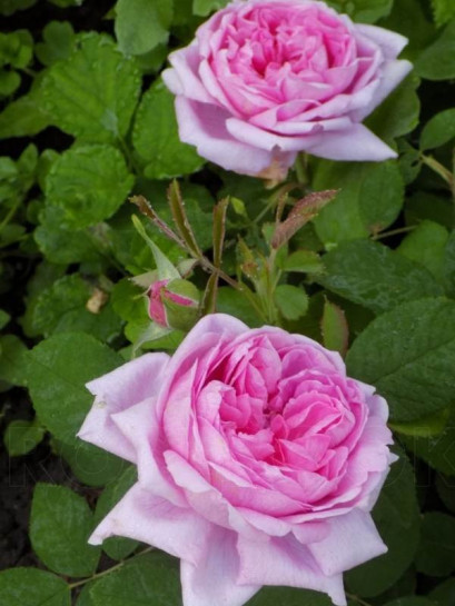 mme boll historyczna amerykańska róża