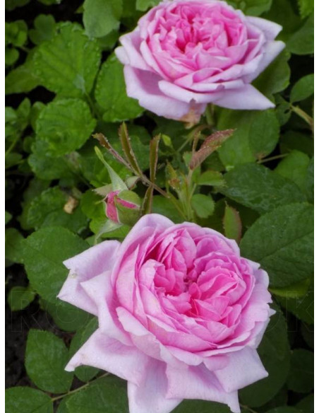 mme boll historyczna amerykańska róża