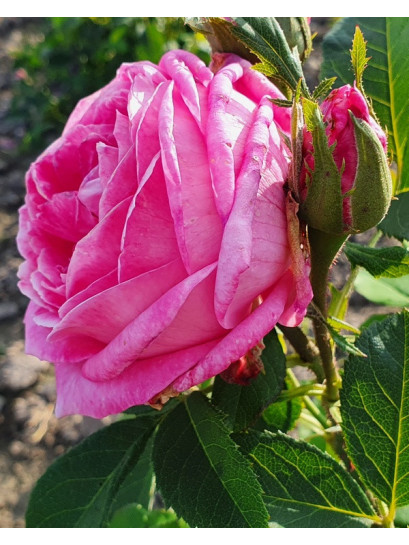 madame boll krzaczasta róża historyczna