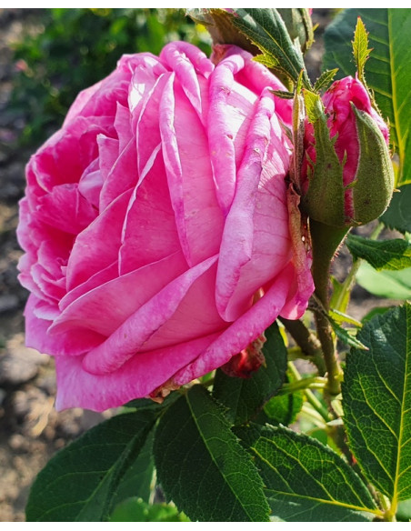 madame boll krzaczasta róża historyczna