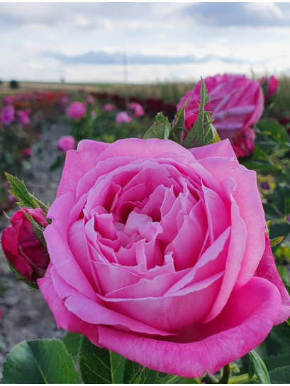 mme boll róża historyczna krzaczasta amerykańska