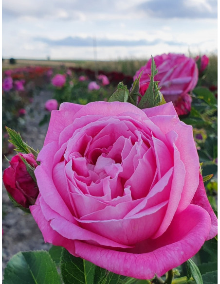 mme boll róża historyczna krzaczasta amerykańska