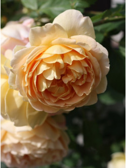 AUSgold róża krzaczasta angielska 2