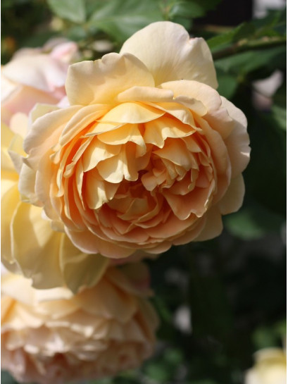 ausgold róża krzaczasta