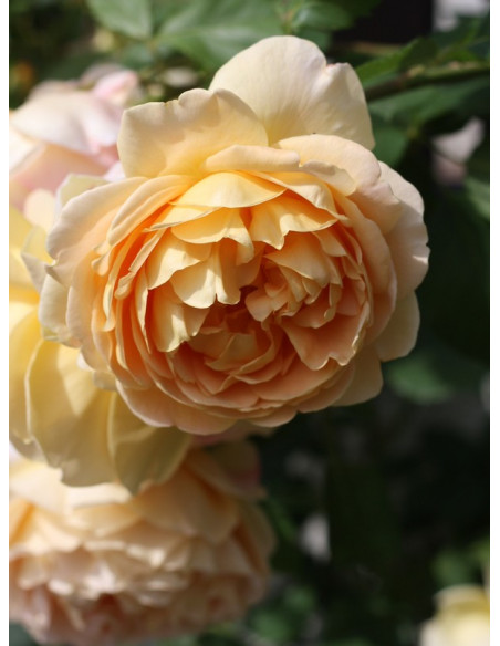 ausgold róża krzaczasta