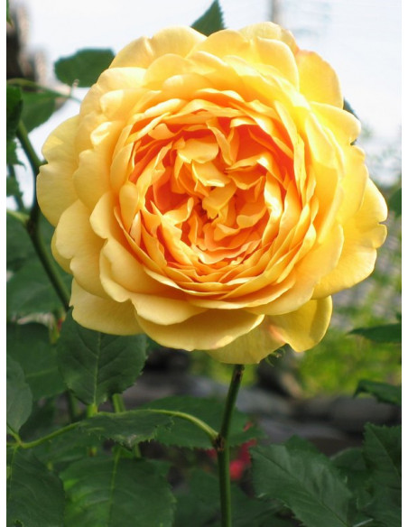 AUSgold krzaczasta róża angielska