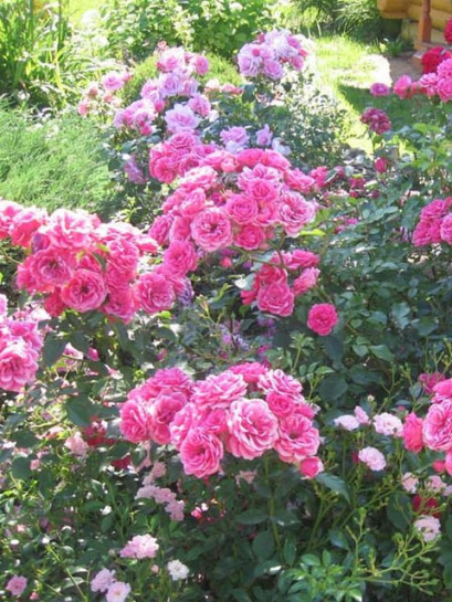  różowe róże parkowe elmshorn
