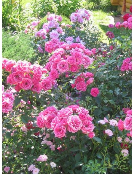  różowe róże parkowe elmshorn