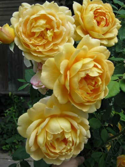 AUSGOLD róża krzaczasta austinka