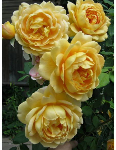 AUSGOLD róża krzaczasta austinka