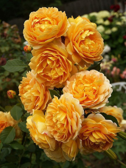 AUSgold róża krzaczasta angielska
