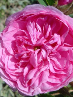 petite de hollande róże stulistne