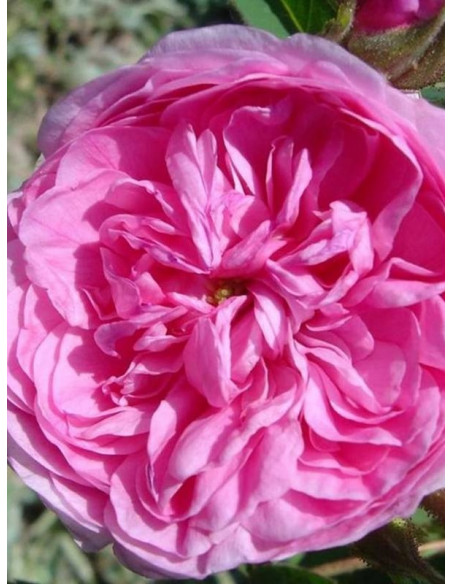 petite de hollande róże stulistne