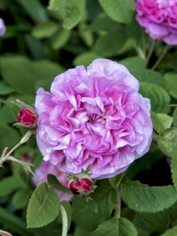 petite de hollande róże stulistne 2