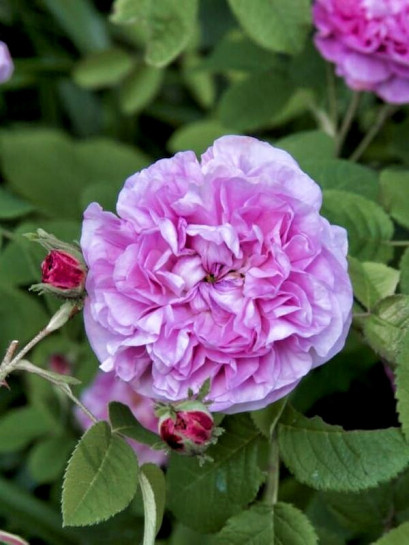 petite de hollande róże historyczne stulistne