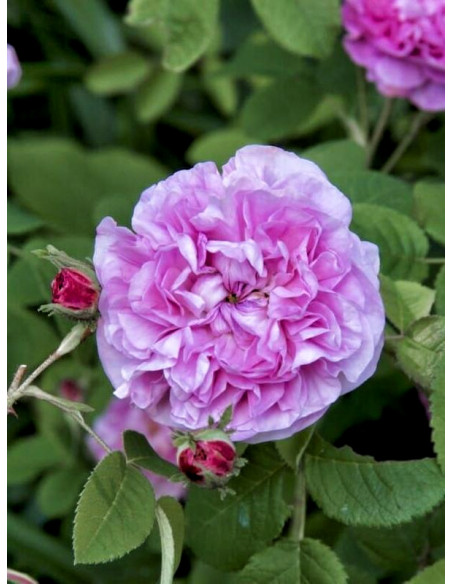 petite de hollande róże historyczne stulistne