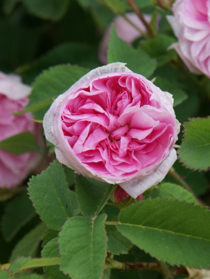 petite de hollande róże stulistne historyczne