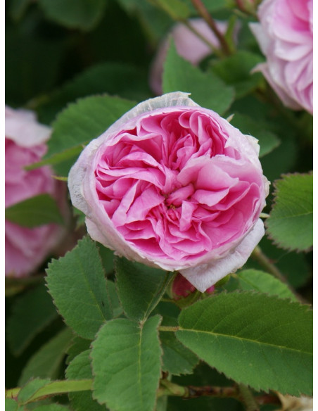 petite de hollande róże stulistne historyczne