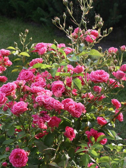 róże różowe elmshorn parkowe