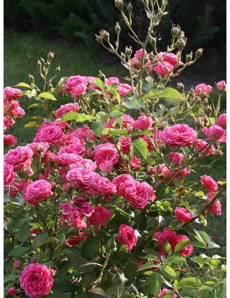 róże różowe elmshorn parkowe