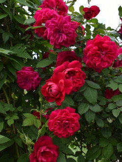 QUADRA RÓŻA PNĄCA 2