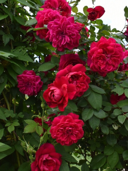 quadra róża pnąca czerwona