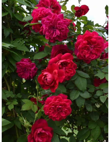 quadra róża pnąca czerwona