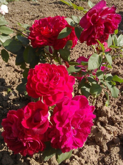 czerwona róża pnąca quadra