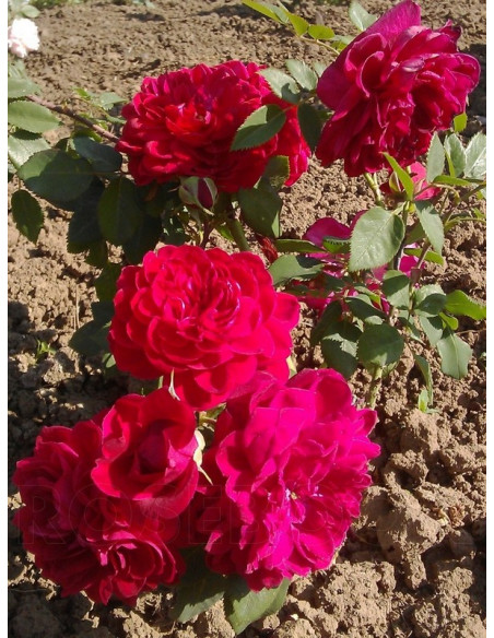 czerwona róża pnąca quadra