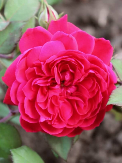 quadra róża pnąca czerwona