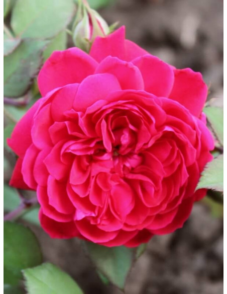 quadra róża pnąca czerwona