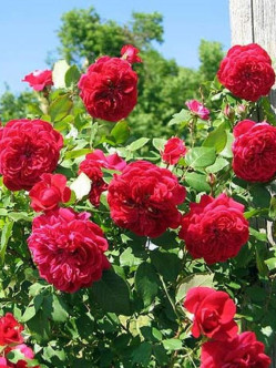 QUADRA RÓŻA PNĄCA