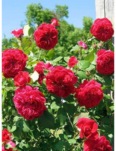 QUADRA RÓŻA PNĄCA