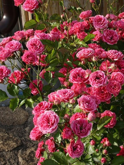 róże różowe parkowe  elmshorn