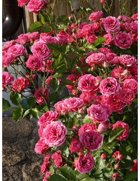 róże różowe parkowe  elmshorn