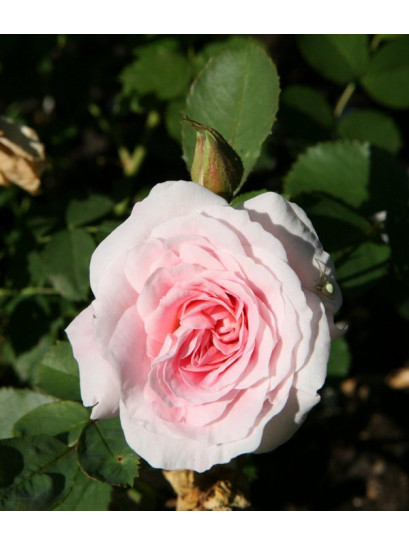 martin frobisher róża krzaczasta