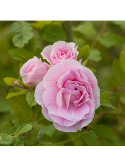 martin frobisher róża krzaczasta