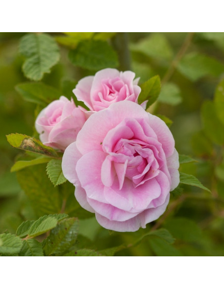 martin frobisher róża krzaczasta