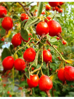 Krpatia_róża_jadalna