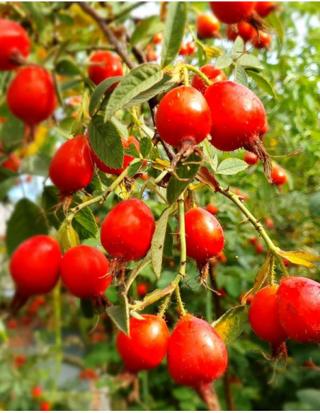 Krpatia_róża_jadalna