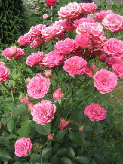  elmshorn różowe róże parkowe