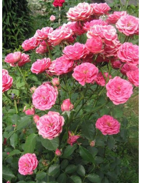  elmshorn różowe róże parkowe