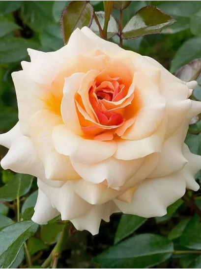 Marjolka róża rabatowa