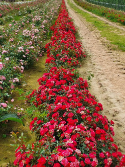 giggles róże okrywowe