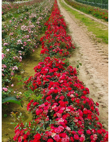 giggles róże okrywowe