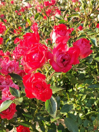 róże okrywowe giggles