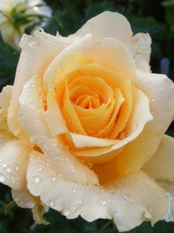 roza wilkokwiatowa casanova