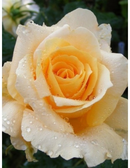 roza wilkokwiatowa casanova